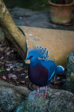 Tayland 'da Victoria Taçlı Güvercin Kuşu.