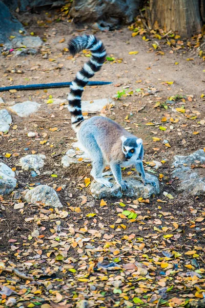Lemur Śledzony Pierścień Tajlandii Tajlandia — Zdjęcie stockowe