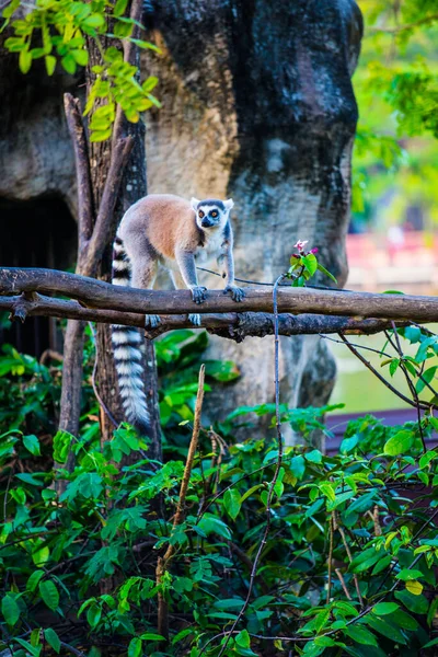 泰国泰国人的环尾狐猴 — 图库照片