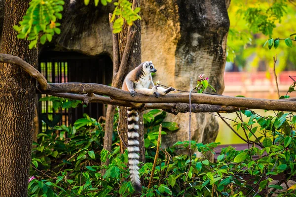 泰国泰国人的环尾狐猴 — 图库照片