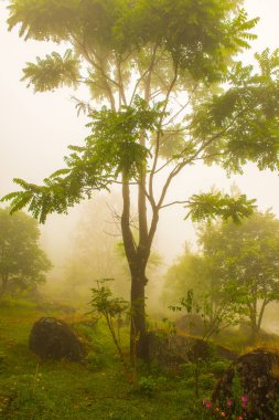 Dağda sisli bahçe, Tayland.