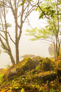 Tayland 'da sisli göl manzarası.