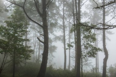Tayland 'ın dağlarında sisli bir orman..