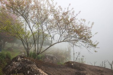 Tayland 'da sisli göl manzarası.