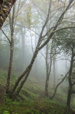 Tayland, Tayland 'da Sis' li Vahşi Himalaya Kirazı.