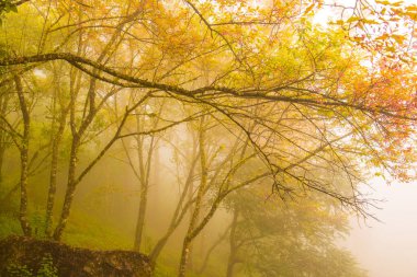 Tayland, Tayland 'da Sis' li Vahşi Himalaya Kirazı.
