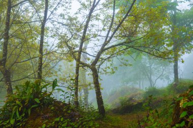 Tayland 'ın dağlarında sisli bir orman..