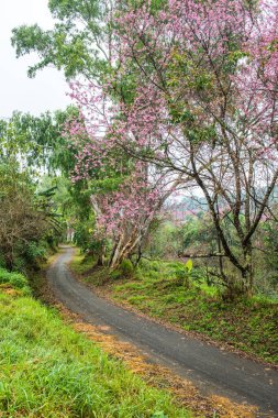 Kuhn Wang kraliyet projesinde küçük yolu olan vahşi Himalaya kiraz çiçekleri, Tayland.