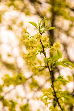 Kuhn Wang Kraliyet Projesi 'nde doğal geçmişi olan vahşi Himalaya kiraz çiçekleri, Tayland.