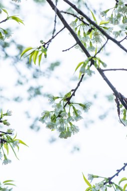 Khun Wang Kraliyet Projesi 'nde Himalaya kiraz çiçekleri, Tayland.