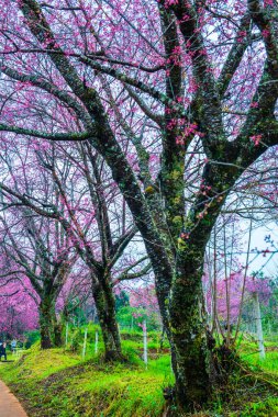 Wild Himalayan Cherry in Khun Wang royal project, Thailand.