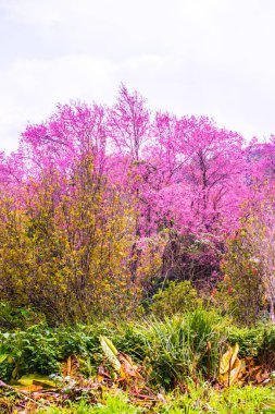 Wild Himalayan Cherry in Khun Wang royal project, Thailand.