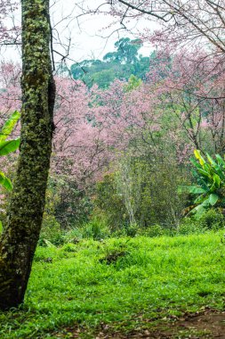 Wild Himalayan Cherry in Khun Wang royal project, Thailand.