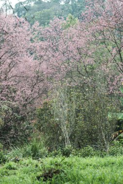 Wild Himalayan Cherry in Khun Wang royal project, Thailand.