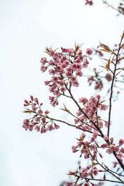 Khun Wang Kraliyet Projesi 'nde Himalaya kiraz çiçekleri, Tayland.