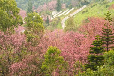 Wild Himalayan Cherry in Khun Wang royal project, Thailand.