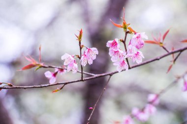 Khun Wang Kraliyet Projesi 'nde Himalaya kiraz çiçekleri, Tayland.