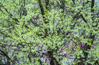 Wild Himalayan Cherry in Khun Wang royal project, Thailand.