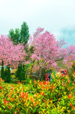 Wild Himalayan Cherry in Khun Wang royal project, Thailand.