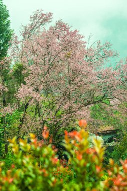 Wild Himalayan Cherry in Khun Wang royal project, Thailand.
