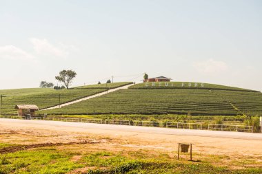 Çay plantasyon içinde Chiang rai Eyaleti, Tayland.