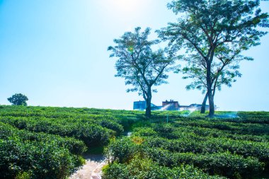 Çay plantasyon içinde Chiang rai Eyaleti, Tayland.