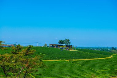 Çay plantasyon içinde Chiang rai Eyaleti, Tayland.