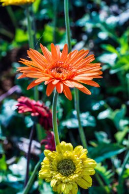 Tayland, Gerbera çiçeğine yakın..