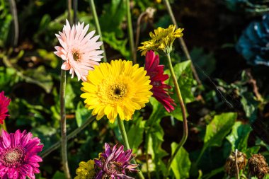 Tayland, Gerbera çiçeğine yakın..