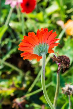 Tayland, Gerbera çiçeğine yakın..