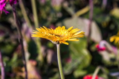 Tayland, Gerbera çiçeğine yakın..