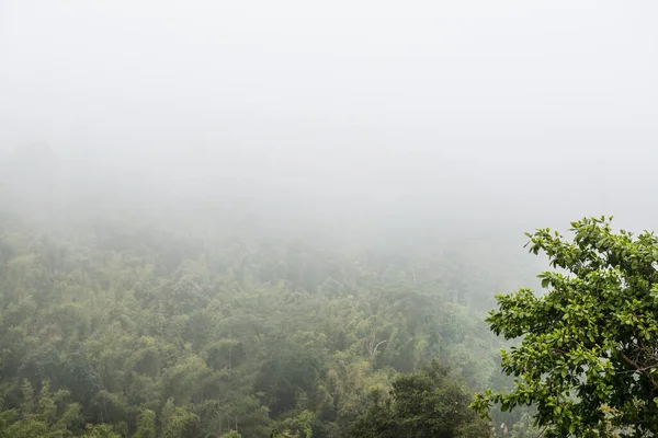 Árboles Con Niebla Montaña Tailandia — Foto de Stock