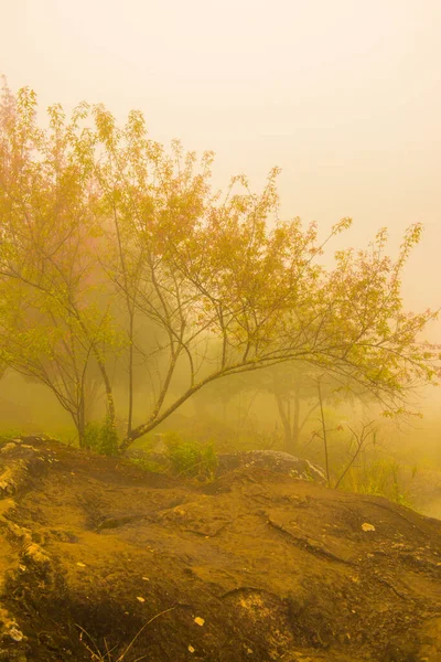 Dzika Wiśnia Himalajska Mgłą Tajlandii Tajlandia — Zdjęcie stockowe