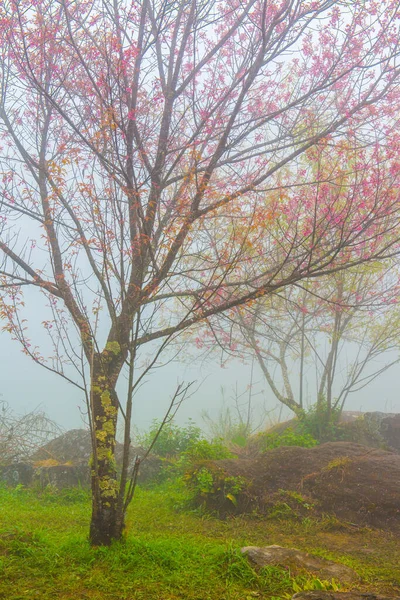 Дика Гімалайська Вишня Туманом Таїланді — стокове фото