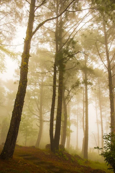Wald Mit Nebel Berg Thailand — Stockfoto