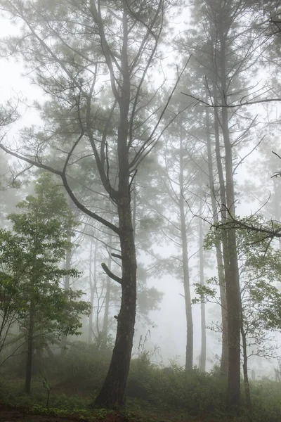 stock image Forest with fog on mountain, Thailand.