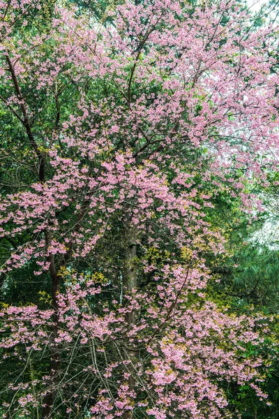 具有自然背景的野生喜马拉雅山樱桃花 — 图库照片