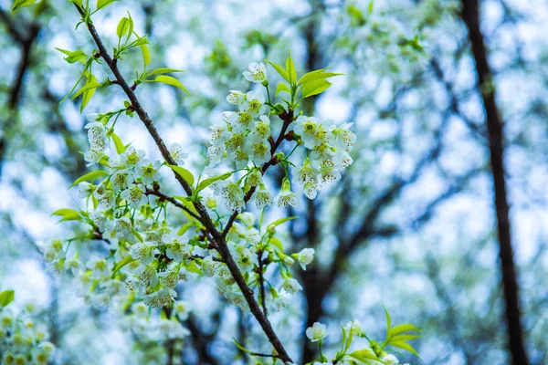 Flores Silvestres Cerezo Del Himalaya Con Cielo Blanco Proyecto Real —  Fotos de Stock