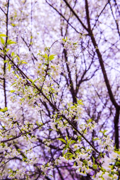 Wild Himalayan Cherry Flowers White Sky Khun Wang Royal Project — стокове фото
