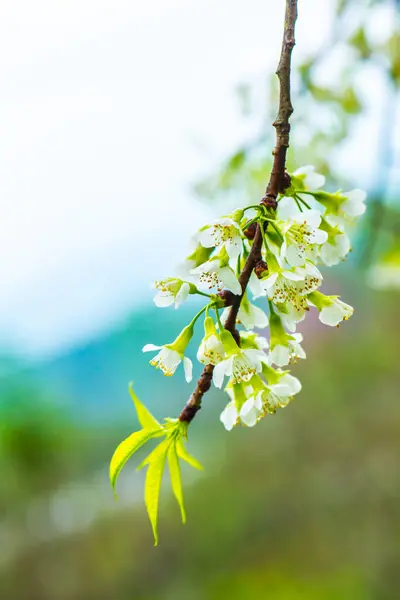 stock image Wild Himalayan Cherry flowers at Khun Wang royal project, Thailand.