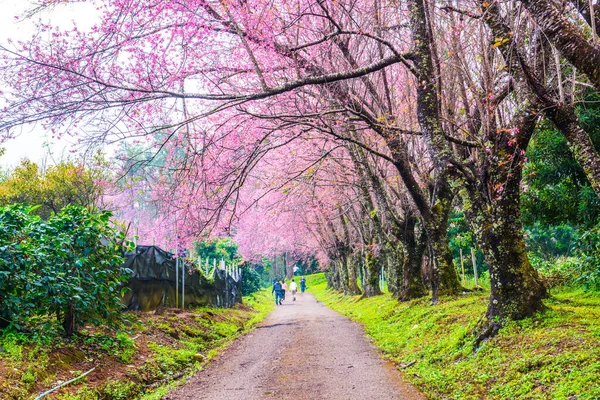 Wild Himalayan Cherry flowers with small road at Khun Wang royal project, Thailand.