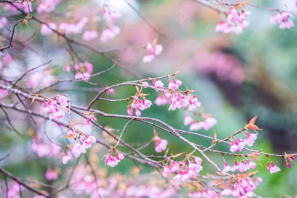 Dzikie Kwiaty Wiśni Himalajskiej Królewskim Projekcie Khun Wang Tajlandia — Zdjęcie stockowe