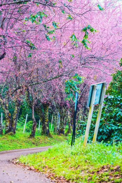 Flores Silvestres Cerezo Del Himalaya Con Pequeño Camino Proyecto Real — Foto de Stock
