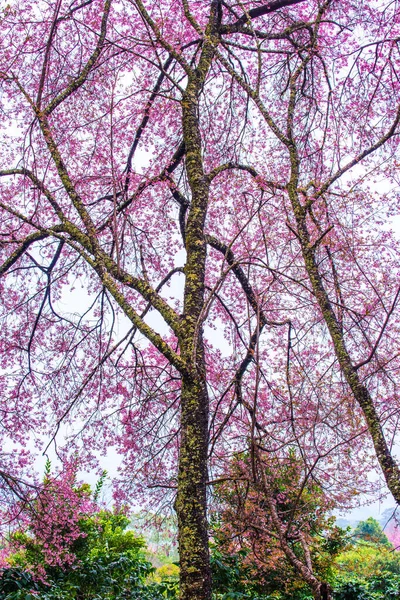 泰国Khun Wang皇家项目中的野生喜马拉雅山樱桃 — 图库照片