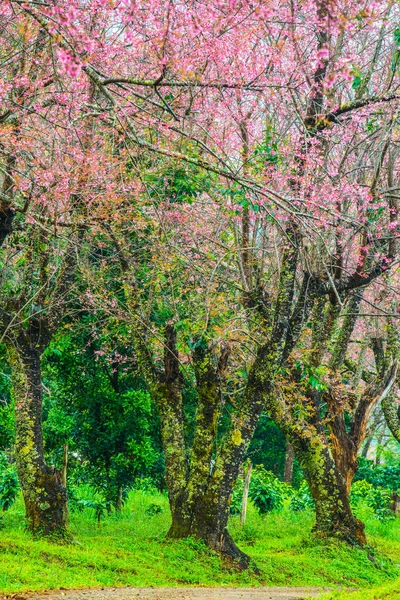 Wild Himalayan Cherry Khun Wang Royal Project Thailand — Foto Stock