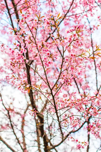 Wilde Himalaya Kirschblüten Bei Khun Wang Royal Project Thailand — Stockfoto