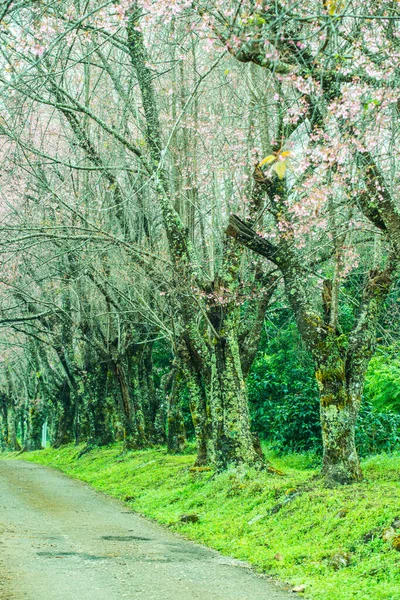 Άγρια Άνθη Κερασιάς Ιμαλαΐων Μικρό Δρόμο Στο Khun Wang Βασιλικό — Φωτογραφία Αρχείου