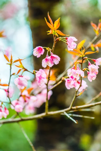 Wild Himalayan Cherry Flowers Khun Wang Royal Project Thailand — Stock Photo, Image