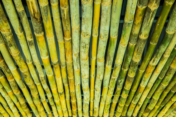 Bambou Pour Décoration Thaïlande — Photo