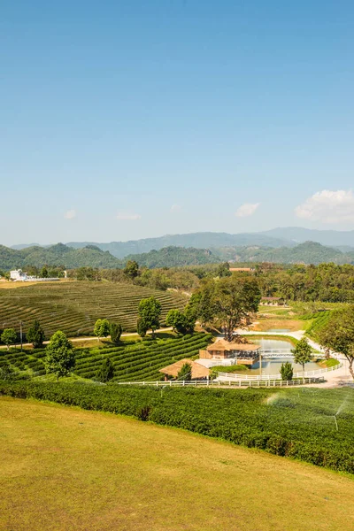 Plantacja Herbaty Prowincji Chiang Rai Thailand — Zdjęcie stockowe